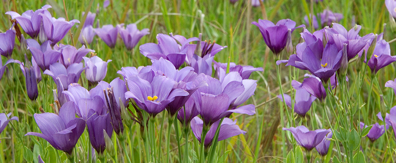 One of Mrs. Johnson’s favorite flowers, showy prairie gentian (Eustoma exaltatum) grows well in relatively wet prairie sites. A year of high groundwater flooded out much of the competition in this prairie slough, allowing the annual species to roar to dominance. Photo: Chris Helzer