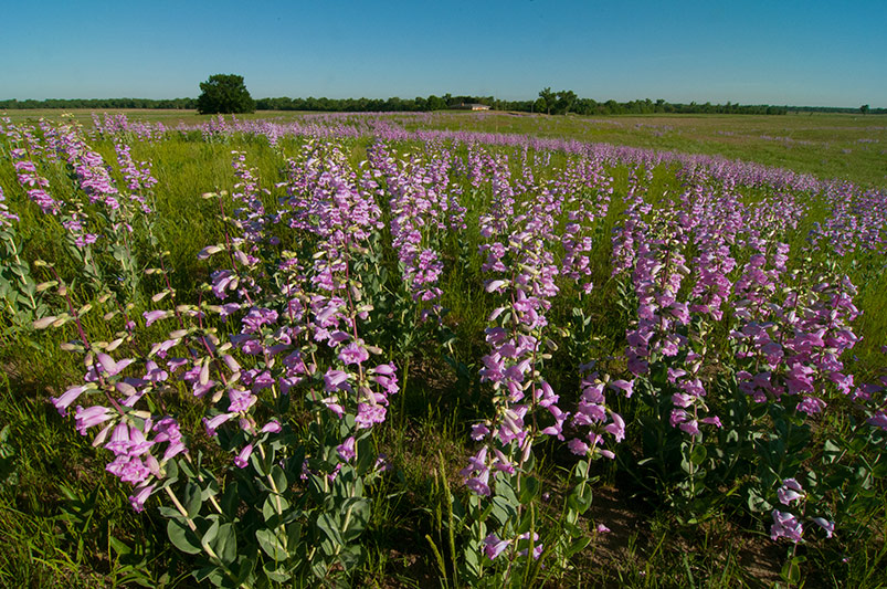 Shell leaf penstemon (Penstemon grandiflorus) is almost never grazed by cattle, allowing the flower (a relatively weak competitor otherwise) to flourish in heavily grazed areas like this one. Photo: Chris Helzer