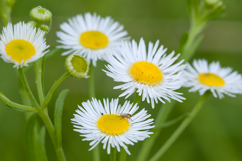 Daisy fleabane (Erigeron strigosus) often thrives in sites of low soil productivity where few other plants can compete strongly. It’s also able to fill in gaps left by a weakened grass community after intensive grazing. Photo: Chris Helzer