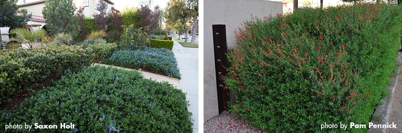 LEFT: A California garden uses blocks of hedges to create a formal entrance. California lilac (Ceanothus griseus var. horizontalis) is used a a groundcover backed by a hedge of manzanita (Arcostaphylos sp.). Photo: Saxon Holt. RIGHT: A flame acanthus (Anisacanthus quadrifidus var. wrightii) sheared into a hedge. Photo: Pam Penick