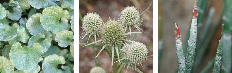 Silvery desert plants are often covered in fine hairs or a waxy coating. LEFT: Silver ponyfoot (Dichondra argentea) has incandescent leaves that reflect sunlight. Photo: Karen Bussolini CENTER and RIGHT: Both rattlesnake master (Eryngium yuccifolium) and candelilla (Euphorbia antisyphilitica) feature waxy coatings you can see and feel. Photos: Ray Mathews