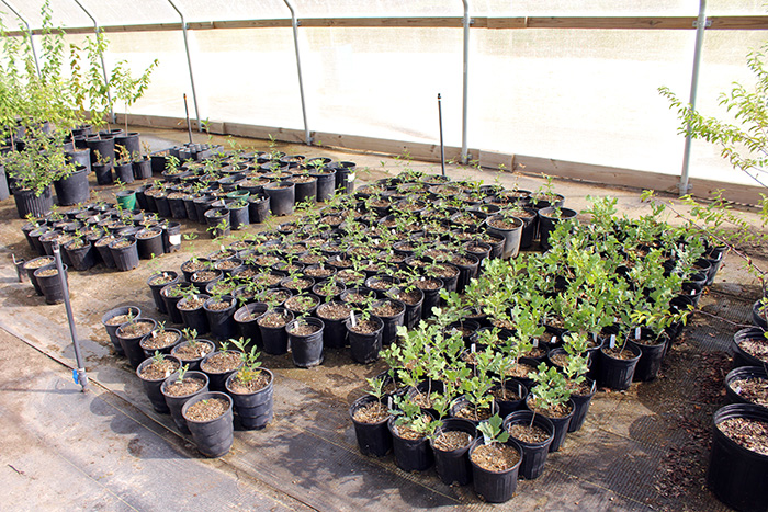 Young oak seedlings grow in the Center’s dedicated tree nursery. Photo by: Lacey Collins