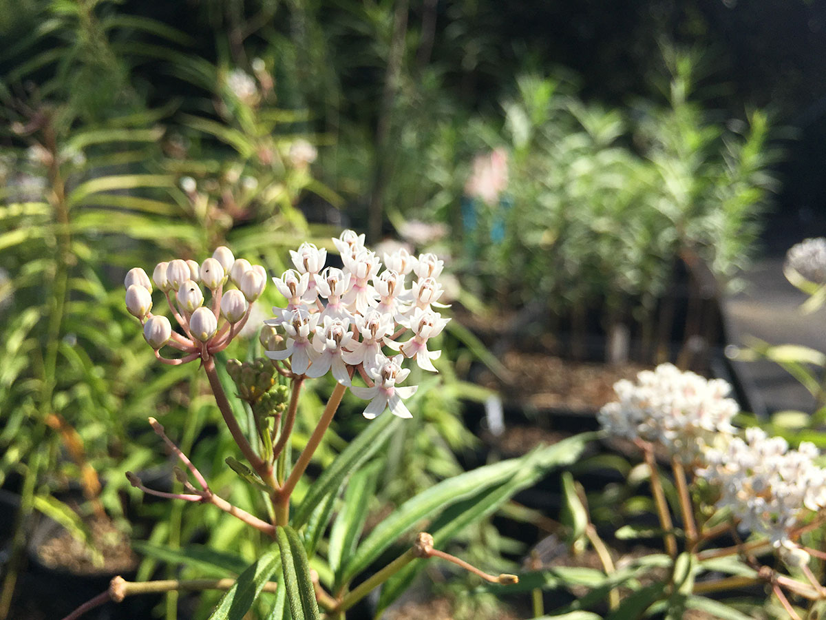 Swamp milkweed (Asclepias incarnata) propagated by the Wildflower Center.