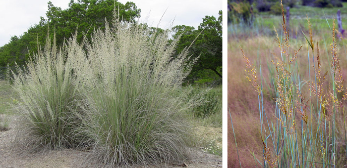 Among the ornamental grass “bird feeders” is big muhly, whose seeds often are ripe throughout November. It occurs naturally in just one region of Texas, but Indian grass is native to most states. Photos by: Sam C. Strickland, and Sally and Andy Wasowski, respectively.