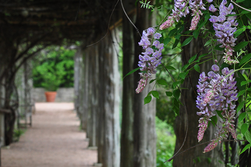 American wisteria. Photo: Pam Penick
