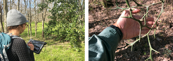 LEFT: Tara LeBlanc, a GIS assistant at the Wildflower Center, enters the location and image of a glossy privet (Ligustrum lucidum) on a tablet near the southern end of San Antonio Missions National Historical Park. RIGHT: Hans Landel displays the imposing thorns of trifoliate orange (Poncirus trifoliata) along the Woodlands Trail in Big Thicket National Preserve. Photos: Hans Landel