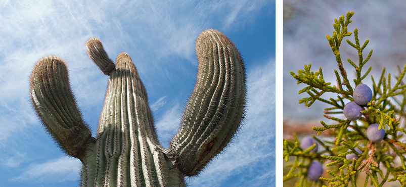 LEFT: Growing up to 50 feet in height, there’s a reason saguaro (Carnegiea gigantea) are called giants. These big guys are able to drink up to 200 gallons of water during storms and weigh literal tons when saturated. Photo: Tom Willard/Shutterstock RIGHT: Ashe juniper (Juniperus ashei), a tree common to Central Texas, employs tight, scaly foliage and pungent volatile oils as protective features.