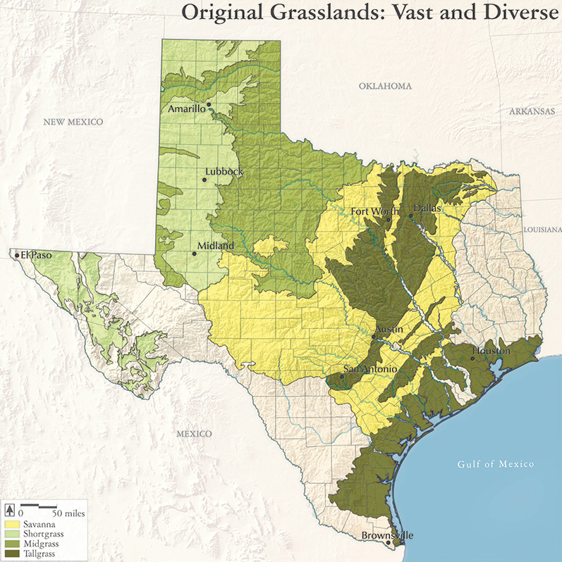 Original Grasslands Vast and Diverse