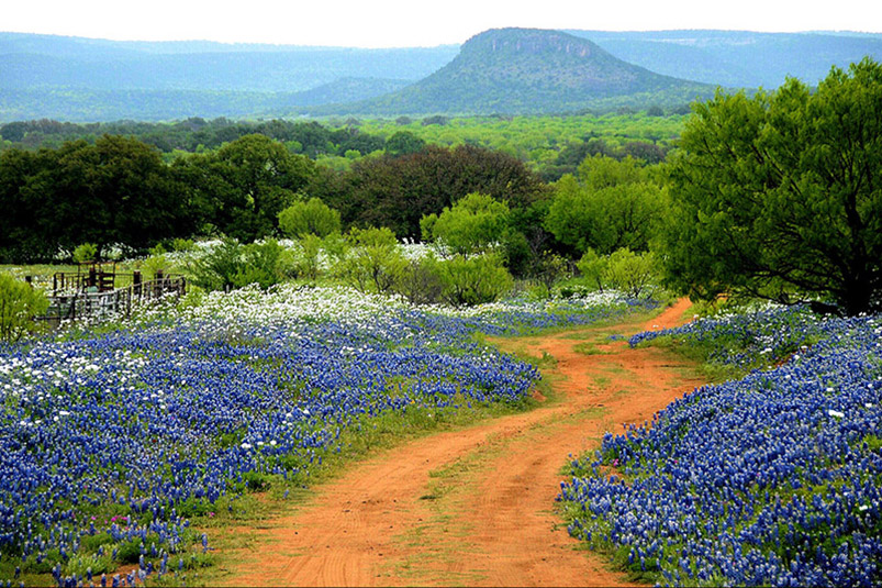 Texas bluebonnet (Lupinus texensis) and prickly-poppy (Argemone sp.) along Willow City Loop. Photo: Joey McKay.