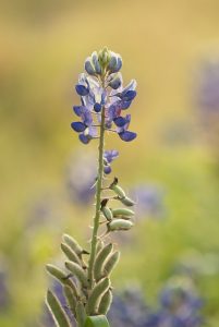 Seed pods form on a bluebonnet at the Wildflower Center.