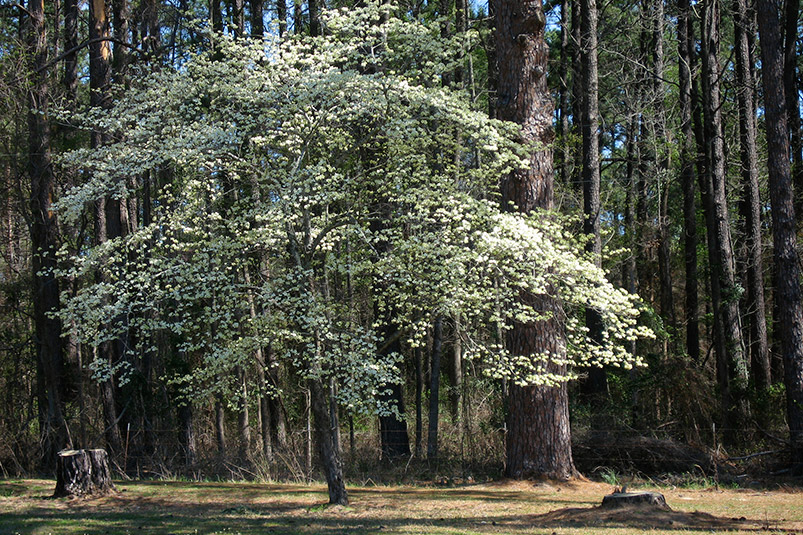 Flowering dogwood (Cornus florida) along FM 2198 just west of the Caddo Lake State Park entrance. Photo: Jerry Brown.