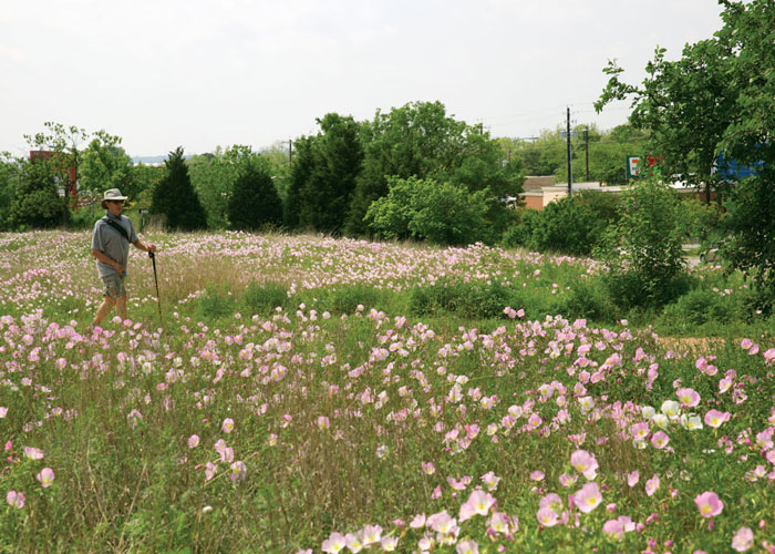 Evening primrose (Oenothera speciosa) flanks both sides of a trail at the Mueller Austin development. Photo John W. Clark