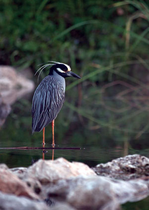 Wildlife like the yellow-crowned night heron benefit from the restoration of the San Antonio River at the Mission Reach. Photo: John W. Clark