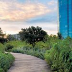 In the designed urban ecosystem at the George W. Presidential Center in Dallas, a bridge flanked by native plants extends over a bioswale that funnels rainwater into a cistern used for irrigation. Photo: John W. Clark