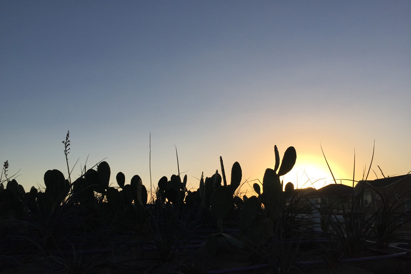Gaines green roof skygarden sun rise