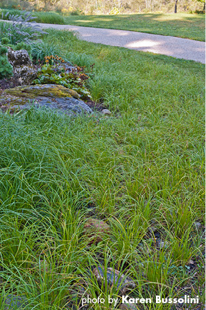 Emory sedge (Carex emoryi) initially provided good weed-suppression in a wet Connecticut yard, but its aggressiveness worked better when transplanted to a wet meadow. Photo: Karen Bussolini