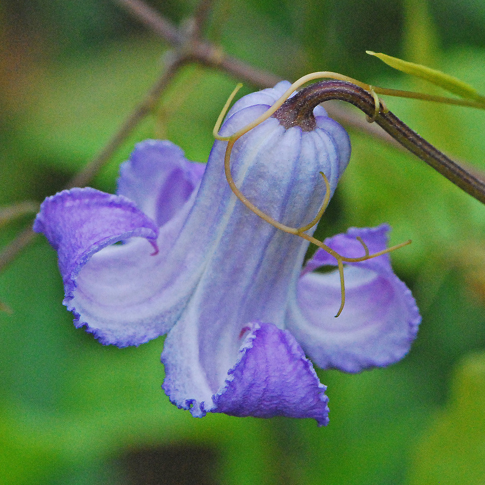 Purple leatherflower (Clematis pitcheri) | photo by Jerry Oldenettel
