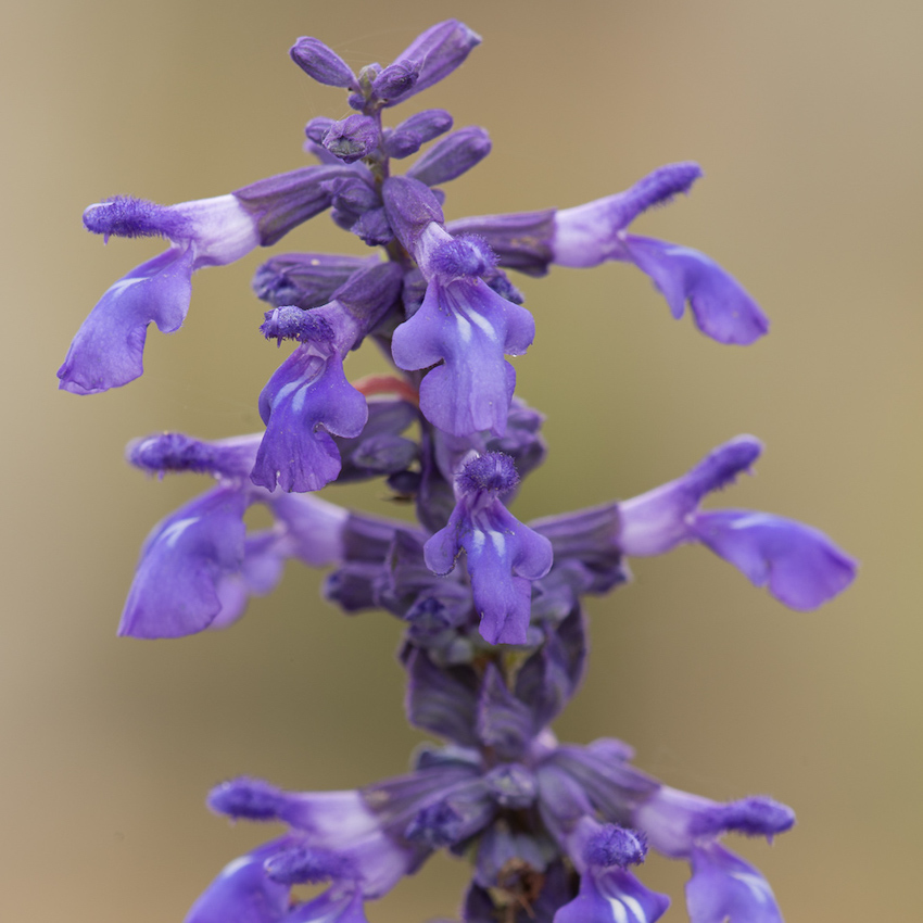 Mealy blue sage (Salvia farinacea)