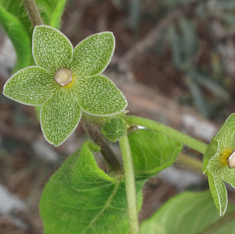 Pearl milkweed vine (Matelea reticulata)