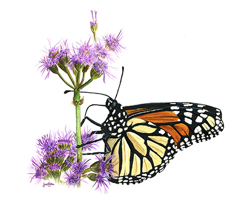 Monarch butterfly (Danaus plexippus) Illustration: Samantha N. Peters