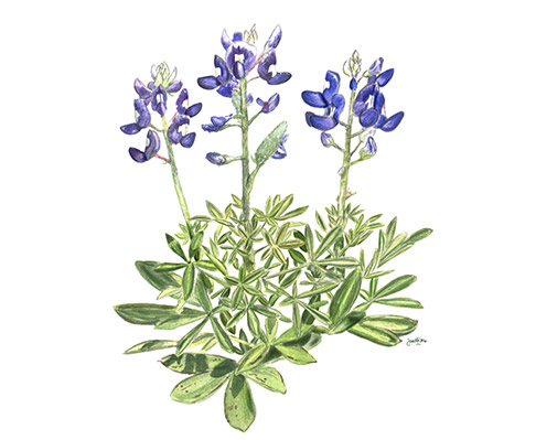 Texas bluebonnet (Lupinus texensis) Illustration: Samantha N. Peters