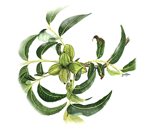 Pecan (Carya illinoinensis) Illustration: Samantha N. Peters