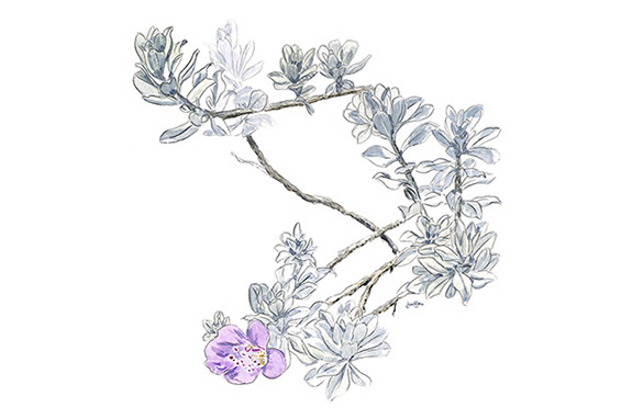 Texas Purple Sage (Leucophyllum frutescens) Illustration: Samantha N. Peters