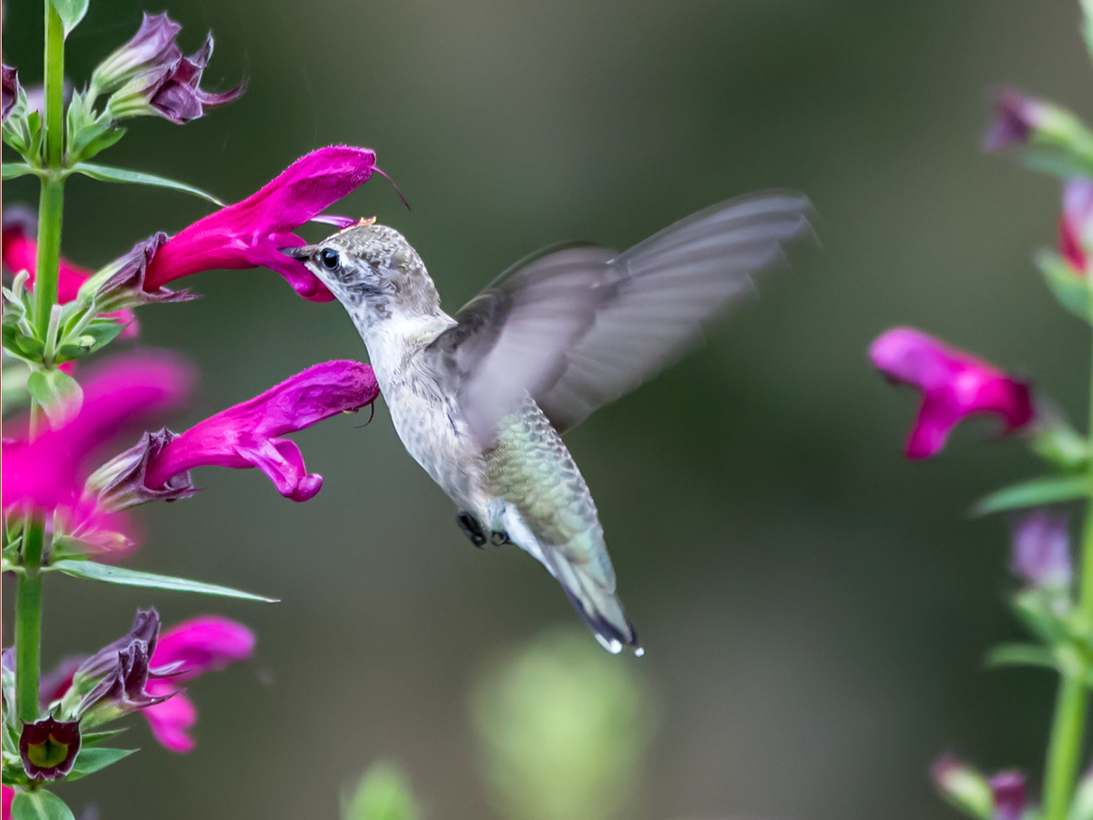Hummingbird on sage