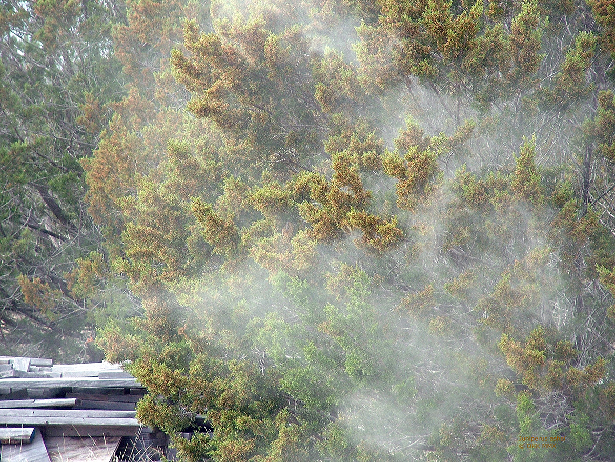 Ashe juniper pollen