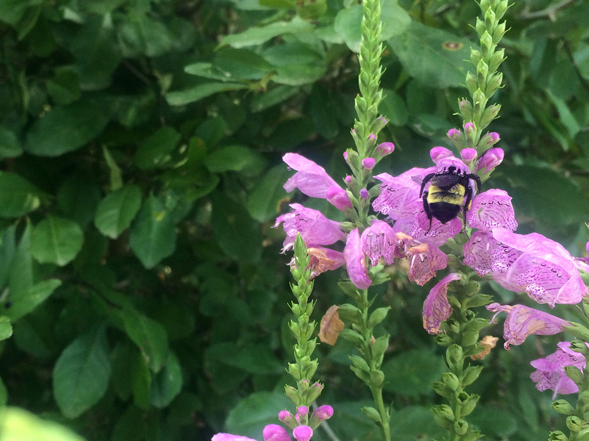 Bumblebee on fall obedient plant (Physostegia virginiana)