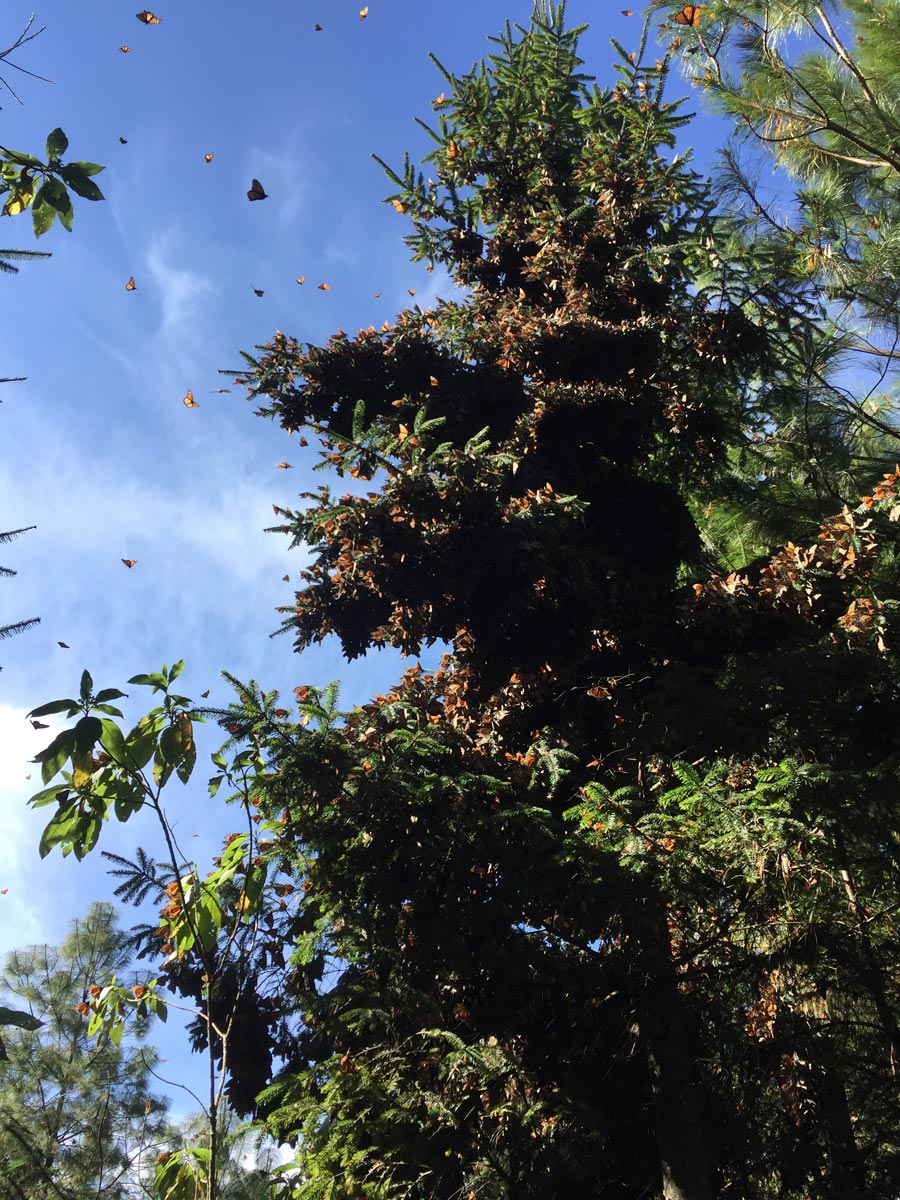 Monarchs in oyamel fir
