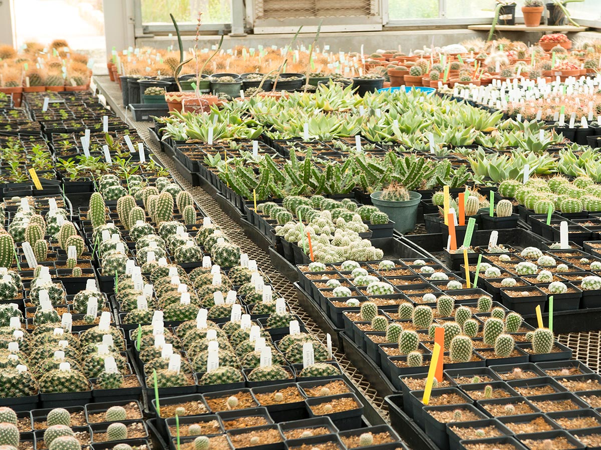 Cacti being grown for our plant sale