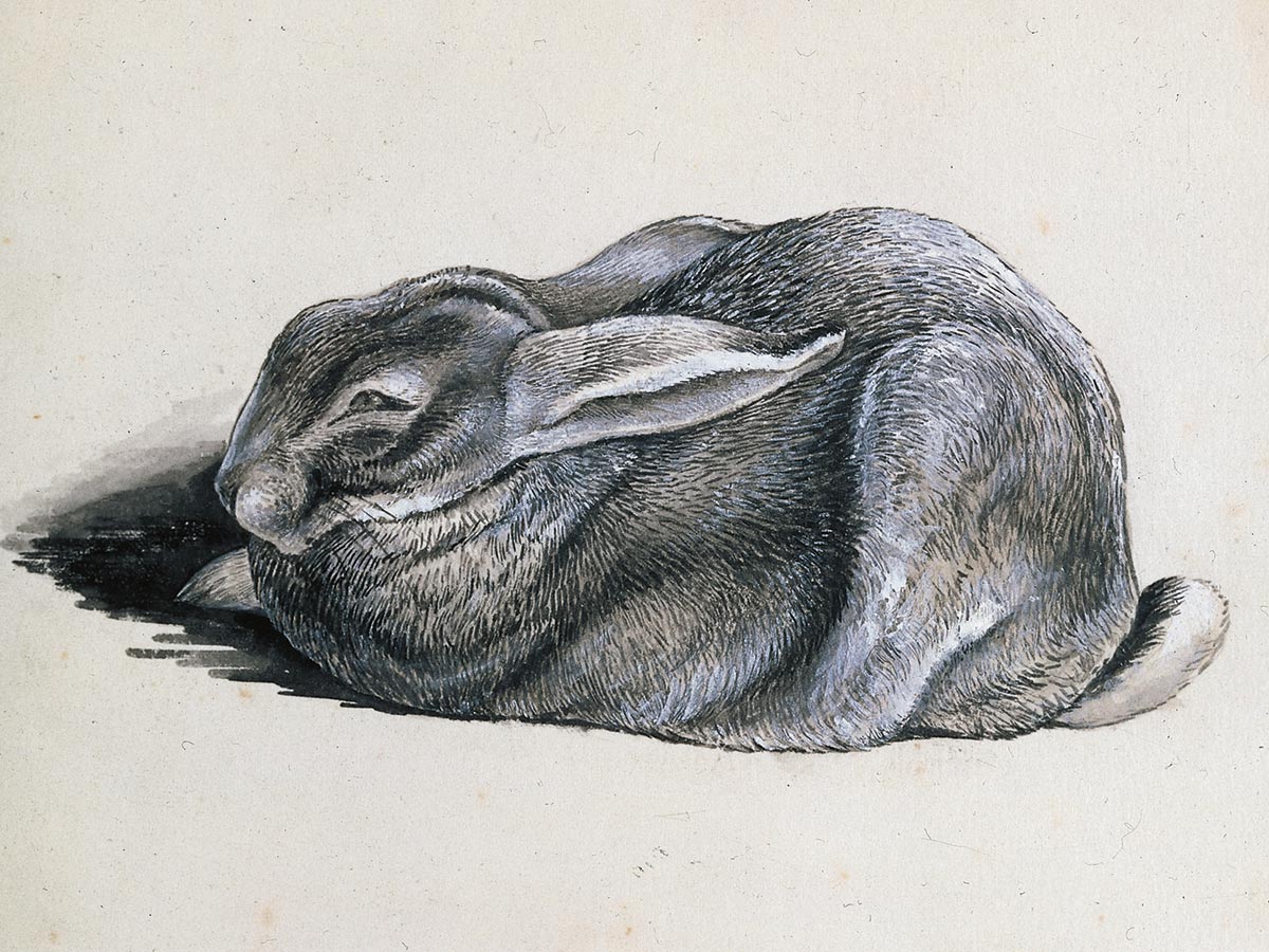 Leporid illustration by Beatrix Potter
