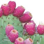 Prickly pear paddles with spines on them and bright pink tunas (fruits) are cut out against a white background.