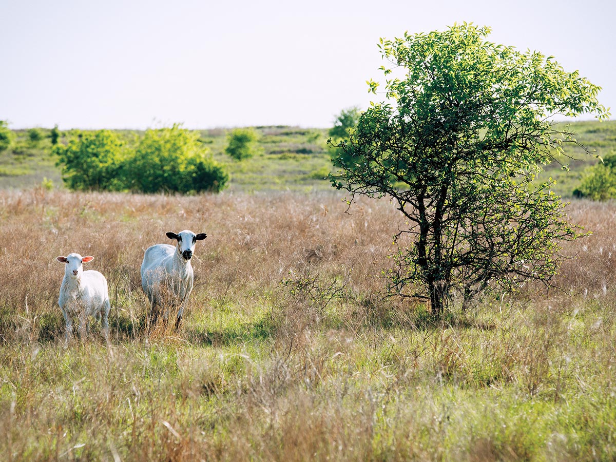 The Dixon Water Foundation raises sheep (and goats) in addition to cattle. By eating shrubs that cows would pass up, these auxiliary animals keep vegtation in balance. Photo by Sarah Wilson