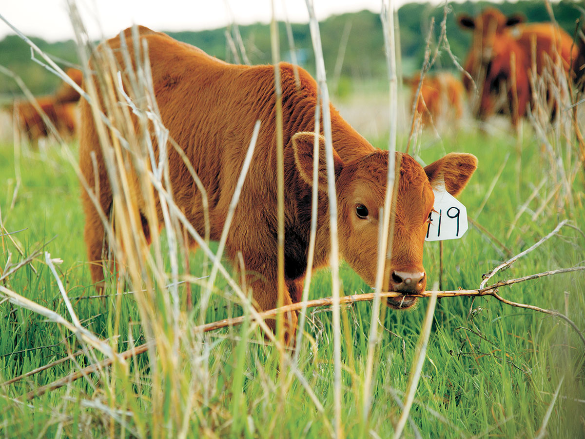 A calf at one of the Dixon Water Foundation’s North Texas ranches helps native grasses grow by eating a little, walking a little and then moving on to a new paddock. As grasses regrow, they take carbon from the air and put it back in the soil. Photo by Sarah Wilson
