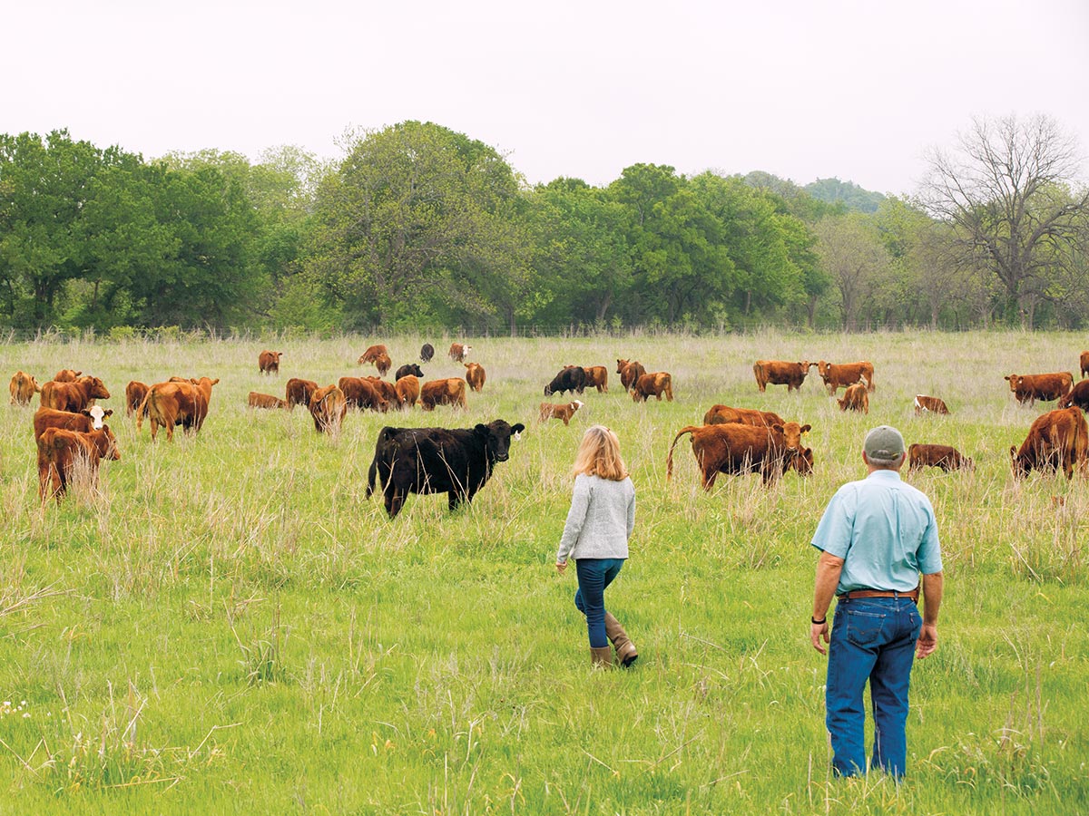 Melissa (left) and Tom Bookhout interact with Dixon cattle on a daily basis, which helps them keep tabs on their health. “It’s neat to watch an animal when he’s excited to go to a new, fresh pasture,” says Tom. Photo by Sarah Wilson