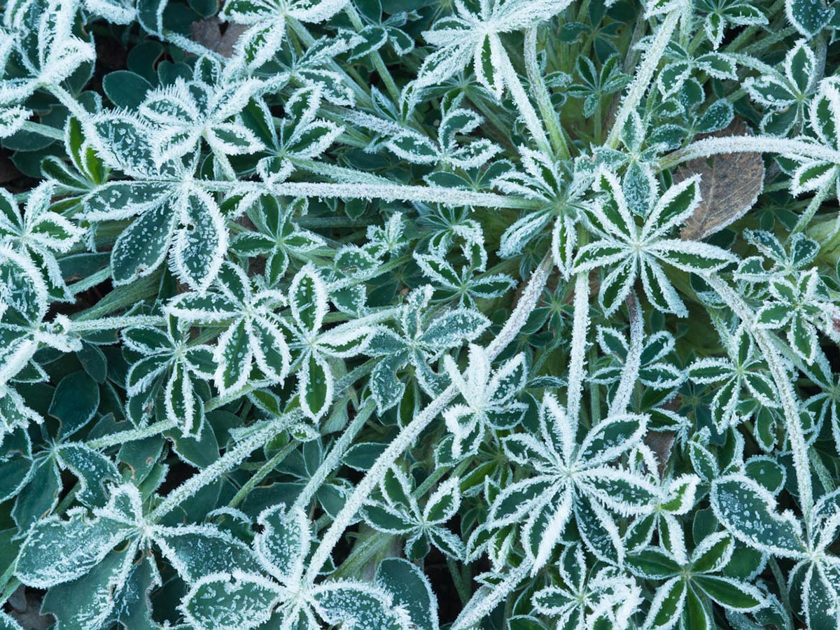 Bluebonnet leaves coated with frost in the winter native plant PHOTO Bruce Leander