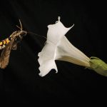 Only a hawkmoth’s lengthy proboscis can reach the nectar jimsonweed has to offer. PHOTO Kiley Riffell Photography/Henry Art Gallery