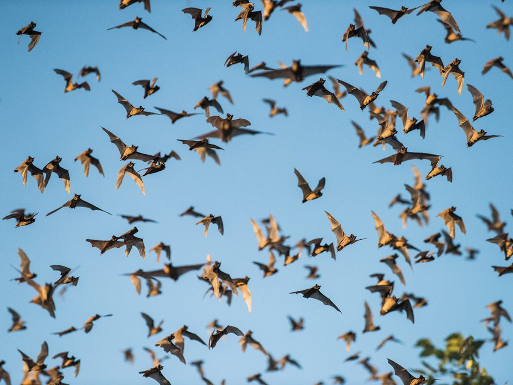 Mexican free-tailed bats in flight near Braken Cave. PHOTO Adam Barbe