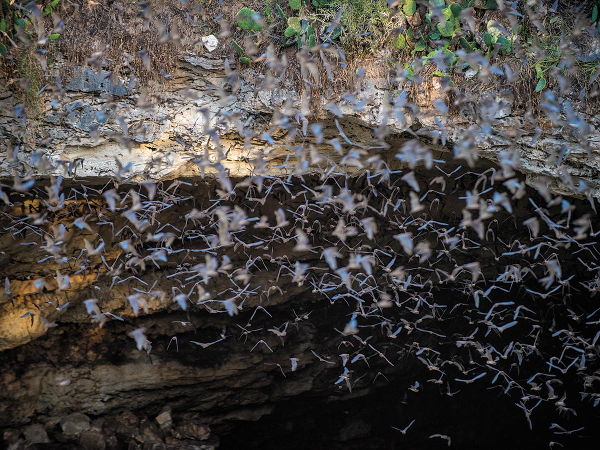Departing bats must be wary of lurking predators such as snakes and hawks. PHOTO Adam Barbe