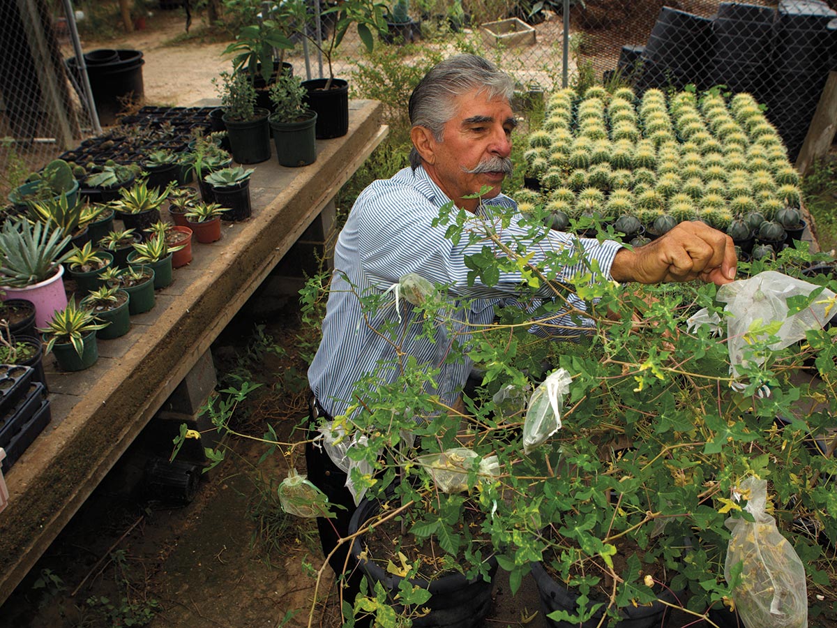 Treviño aims to be a hero to endangered and threatened native plants; here, he tends to endangered Walker’s manioc (Manihot walkerae) in his nursery.