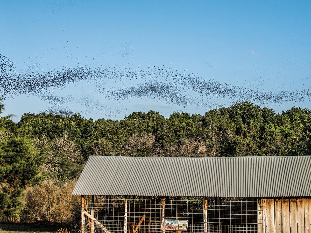 Mexican free-tailed bats fly over the entrance to a retired guano mine at Bracken Cave. PHOTO Adam Barbe