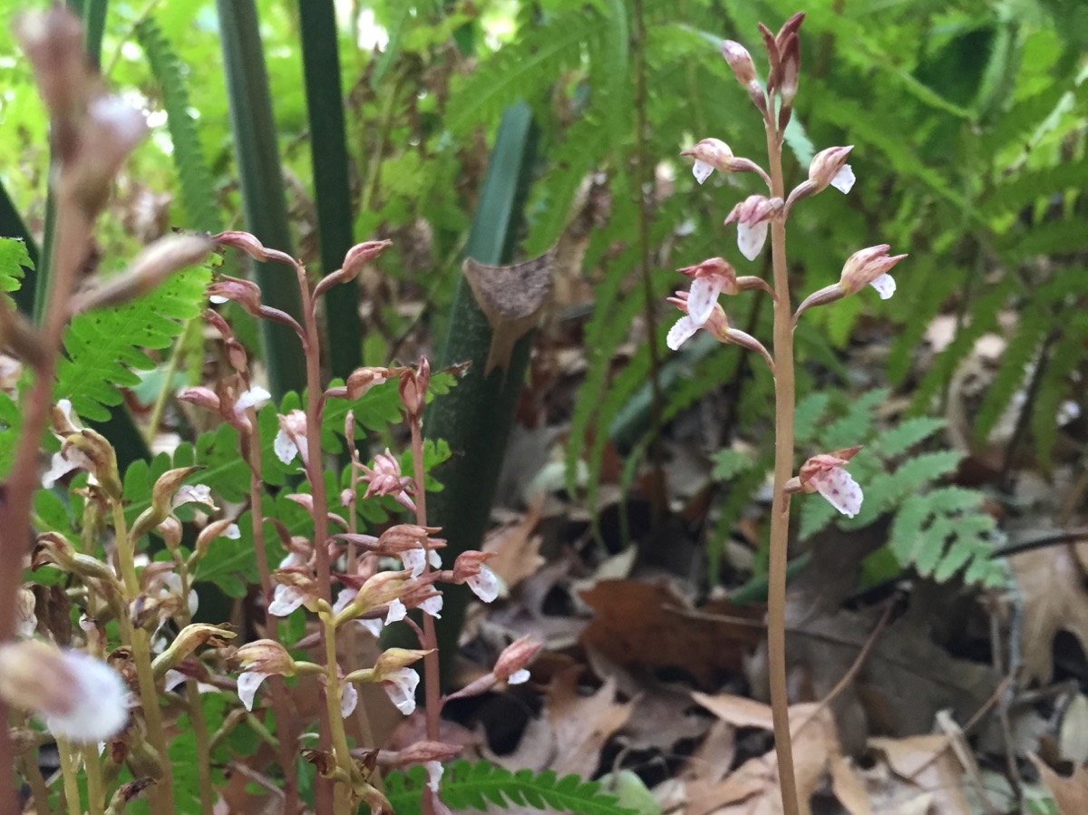 Spring coralroot orchid