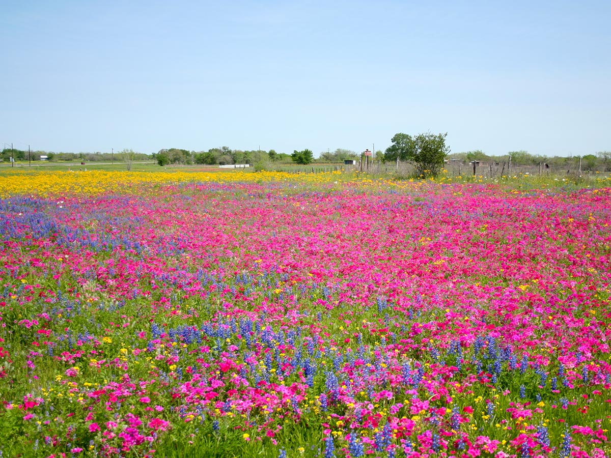Wildflowers in Seguin, Texas PHOTO Courtney Lykins