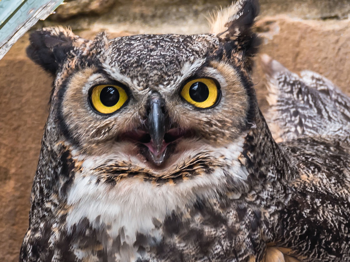 Wildflower Center Launches Live Owl Nest Cam