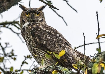 Male owl in tree PHOTO Bill J. Boyd
