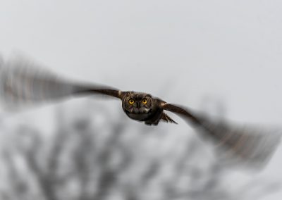 Male owl in flight PHOTO Bill J. Boyd