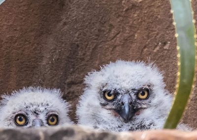 Owlets peer over the ends of the planter PHOTO Bill J. Boyd