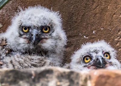 Owlets 2018. PHOTO Bill J. Boyd